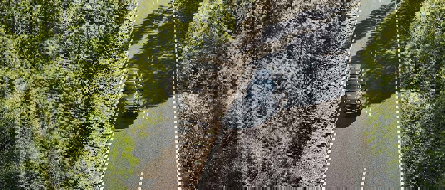 En vej er omkranset af tætte træer på begge sider, hvilket skaber en scene omgivet af frodigt grønt.